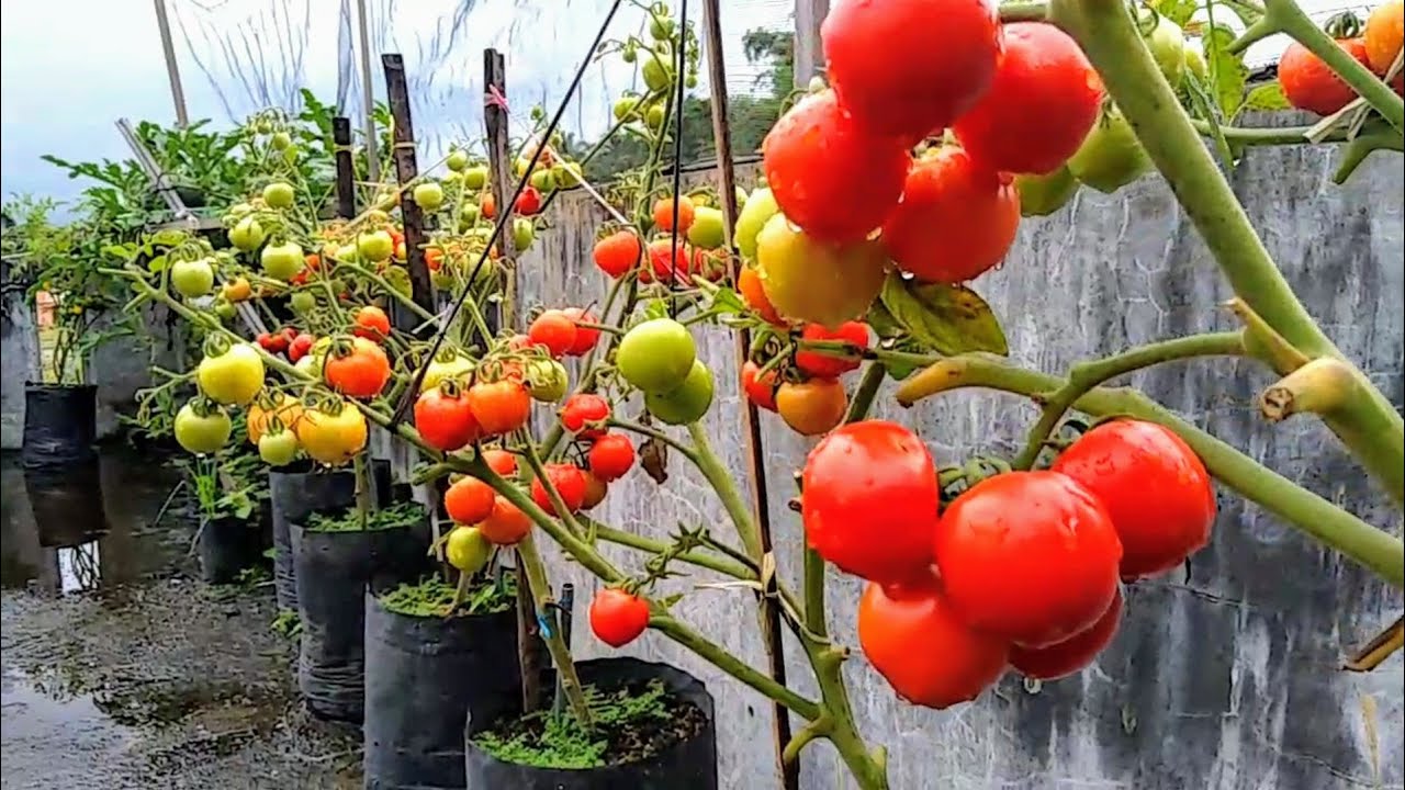 Cara menanam tomat agar berbuah lebat dr biji sampai panen||How to grow tomatos from seed to Harvest