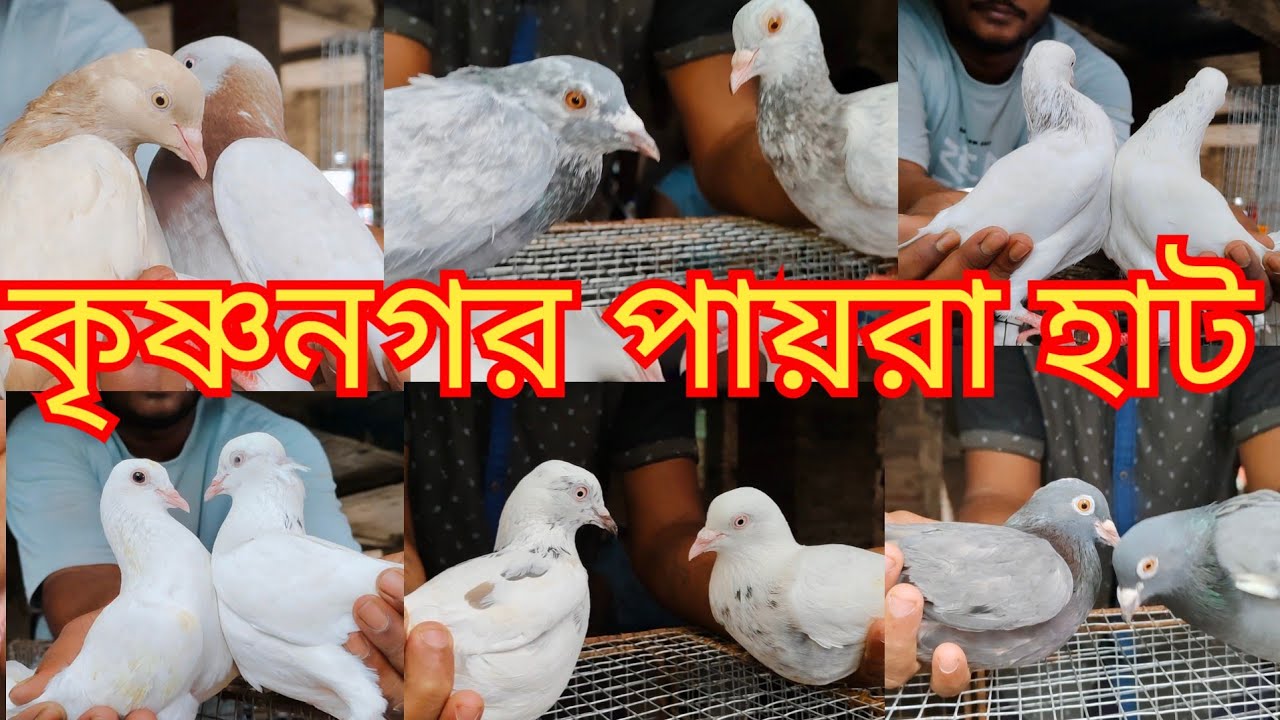 কৃষ্ণনগর পায়রা হাট।kisnanogor pigeon markat। নদীয়ার বিখ্যাত হাট