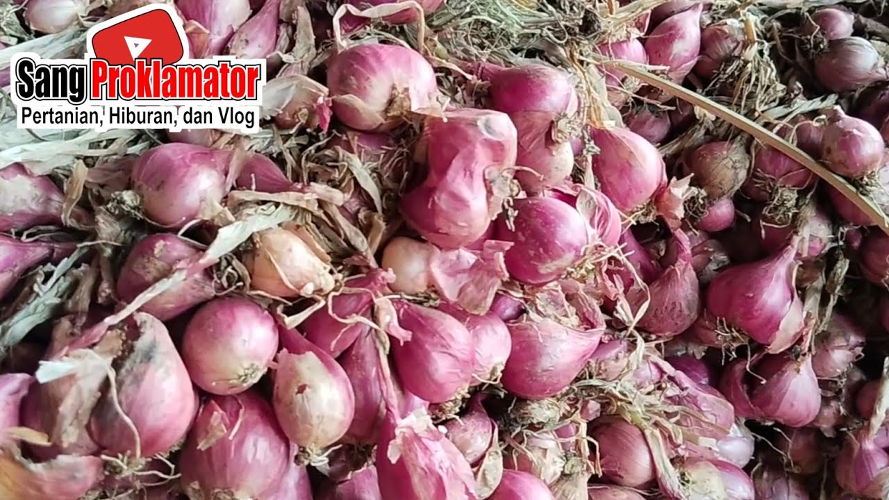 RAMADHAN KE 21 BOSSKU...!!! HARGA BAWANG MERAH HARI INI, RABU, 11/3/2026 DIPASAR PROBOLINGGO