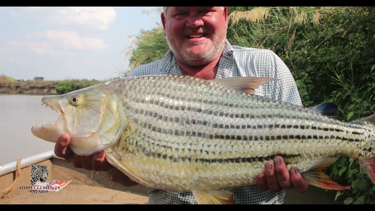 Tiger Fishing on Malagarasi River Tanzania