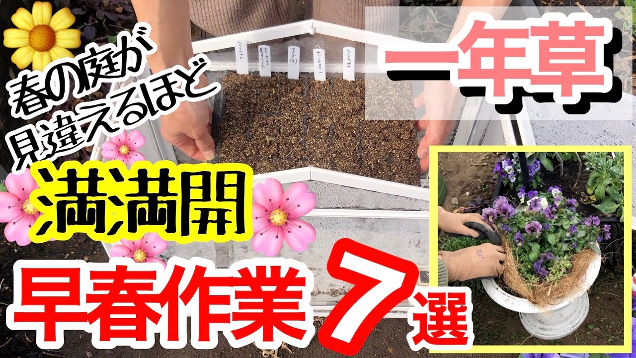【春にこれだけやれば花満開】だったらやるしかない‼️お手入れ7選 / パンビオ、ストック、アリッサムなど / 肥料を与えるとダメなものもあるよ😅/ 秋まで長く咲く花の準備【ガーデニング】