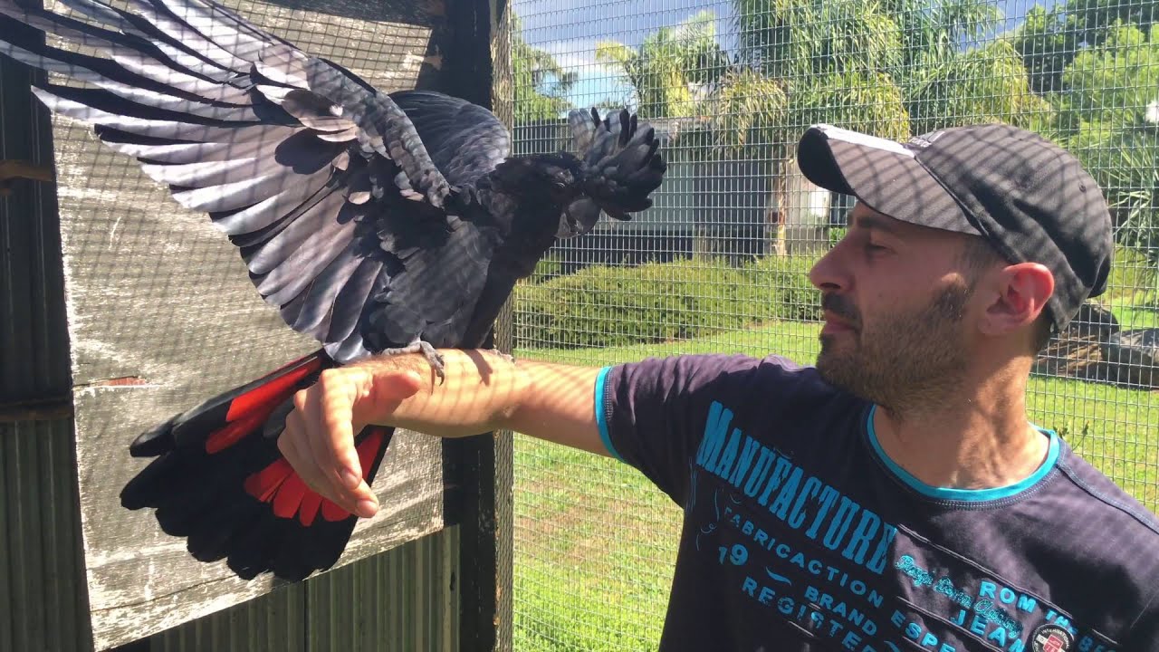 Super Friendly Red-tailed Black Cockatoo Meets New Friends (Kakadu Havrani)