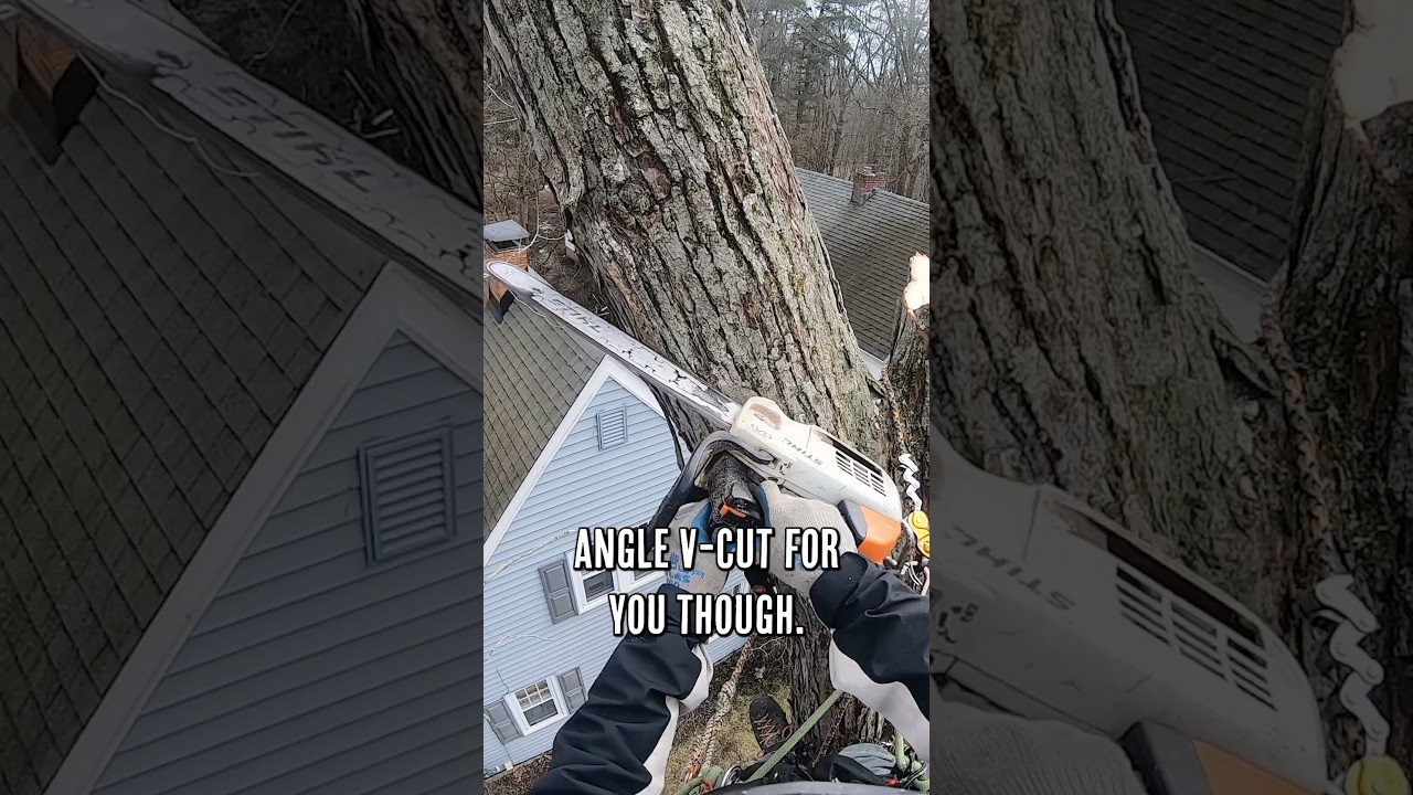 Using a crane to lift a 2,500lb tree limb! #treeremoval #cranework #arborist