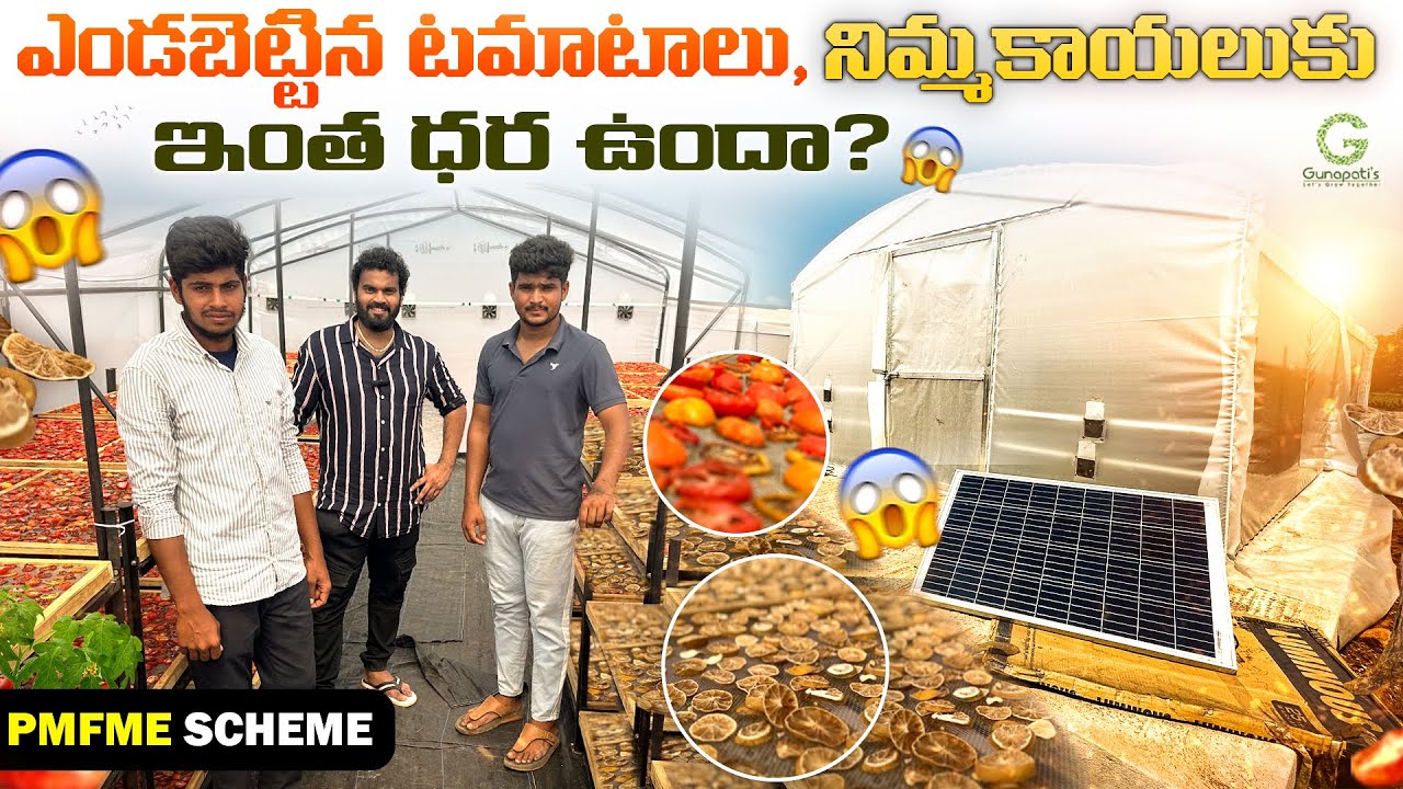 Solar Dryer unit in Nellore #tomatoes drying #lemon drying #pmfme #apfps #dehydrated #marketing