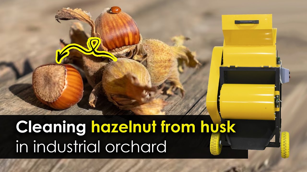 Hazelnut remover from green husk. Machine for harvesting hazelnut