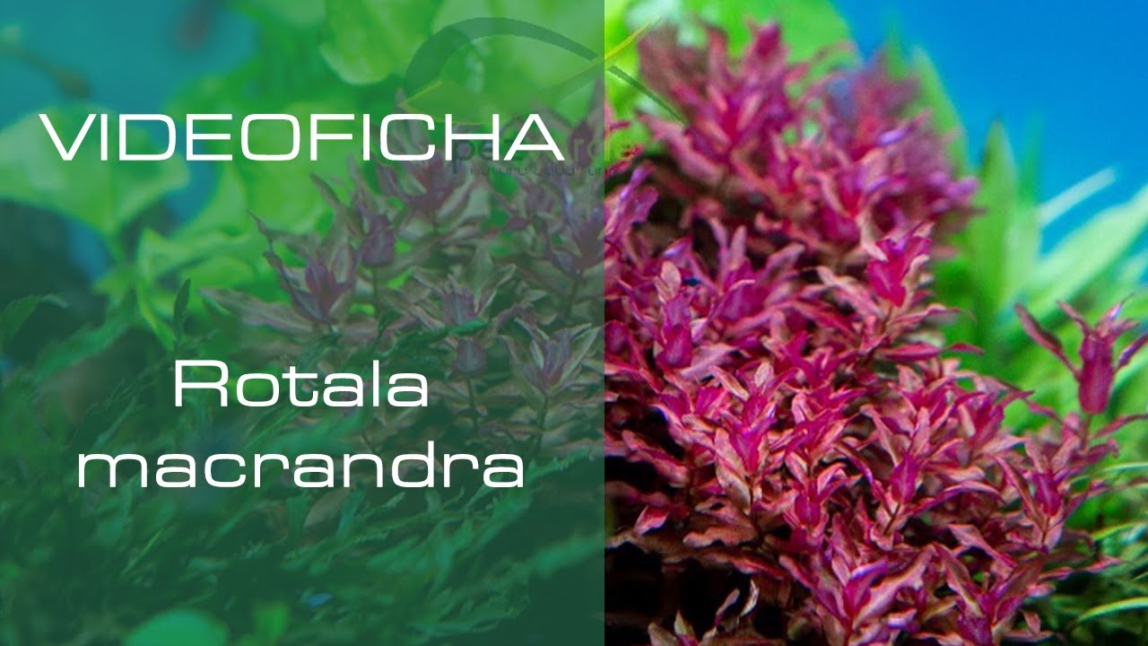 Rotala macrandra - Videoficha - Una planta con un rosa intenso - PezVerde