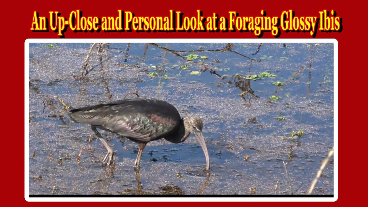 An Up-close and Personal Look at a Foraging  Glossy Ibis, at Savannah National Wildlife Refuge.