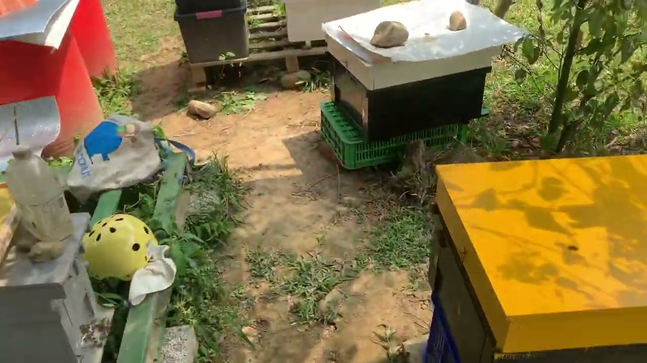 [CityBee劉伯烏蜂蜜］蜜蜂養殖蜂群管理新王登基婚飛（交配）開產，進入3月荔枝蜜、龍眼蜜的盛產季節，繁蜂增箱分群。劉伯烏蜂蜜台灣生產品質保證，天然山林環境，健康養殖。LINE0968875133