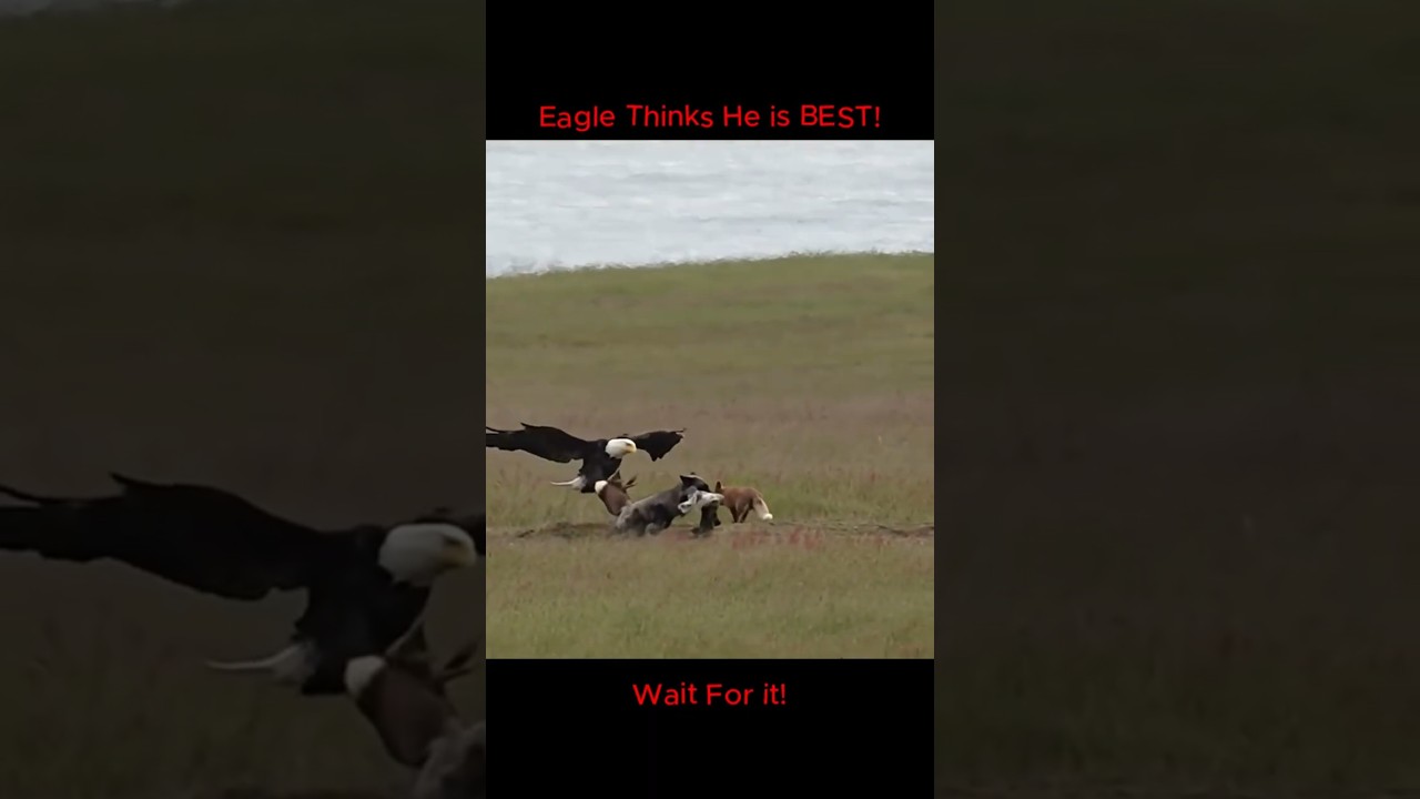 Eagle Hunting vs Cat Hunting!