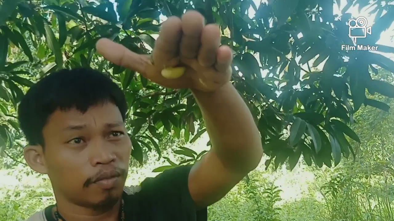 pag hanting sa mutya ng langka at iba pa