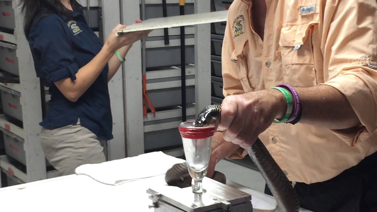 Reptile Discovery Center Snake Venom Extraction 3