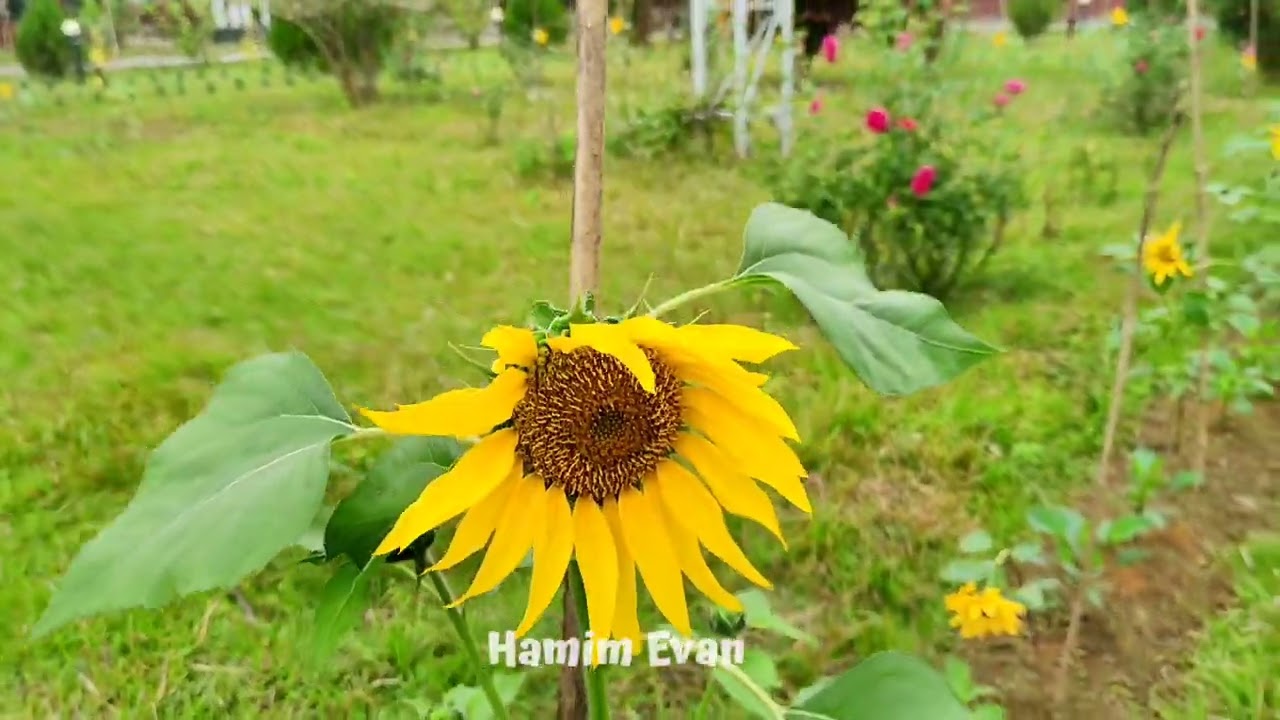Bangladesh Sweden Polytechnic Institute Garden.. Realme 8 pro cinematic video #MyCollage