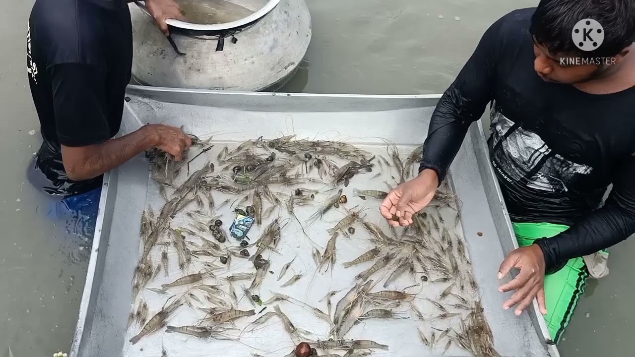সাদা  সোনা গলদা চিংড়ি চাষের বিস্তারিত পদ্ধতি