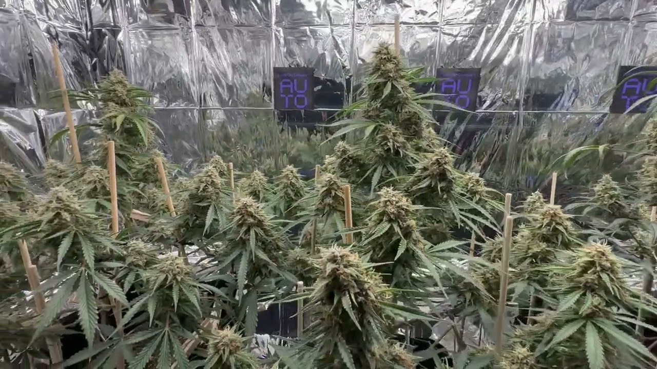 Purple City Genetics Autoflower