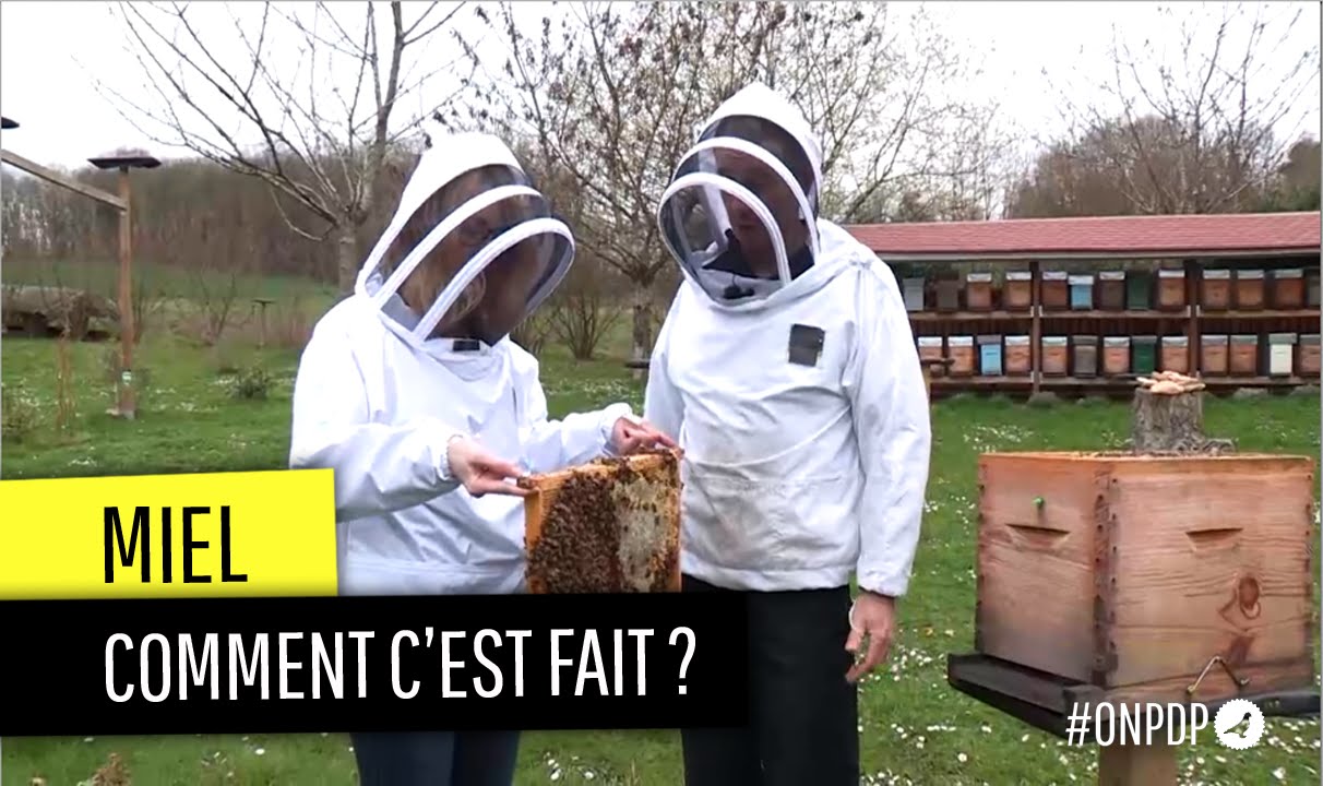 Que trouve-t-on vraiment dans nos pots de miel ?