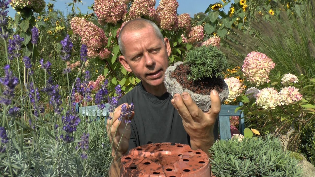 Bonsai Lavendula Lavandula Lavendel Lavender als Bonsai NEU