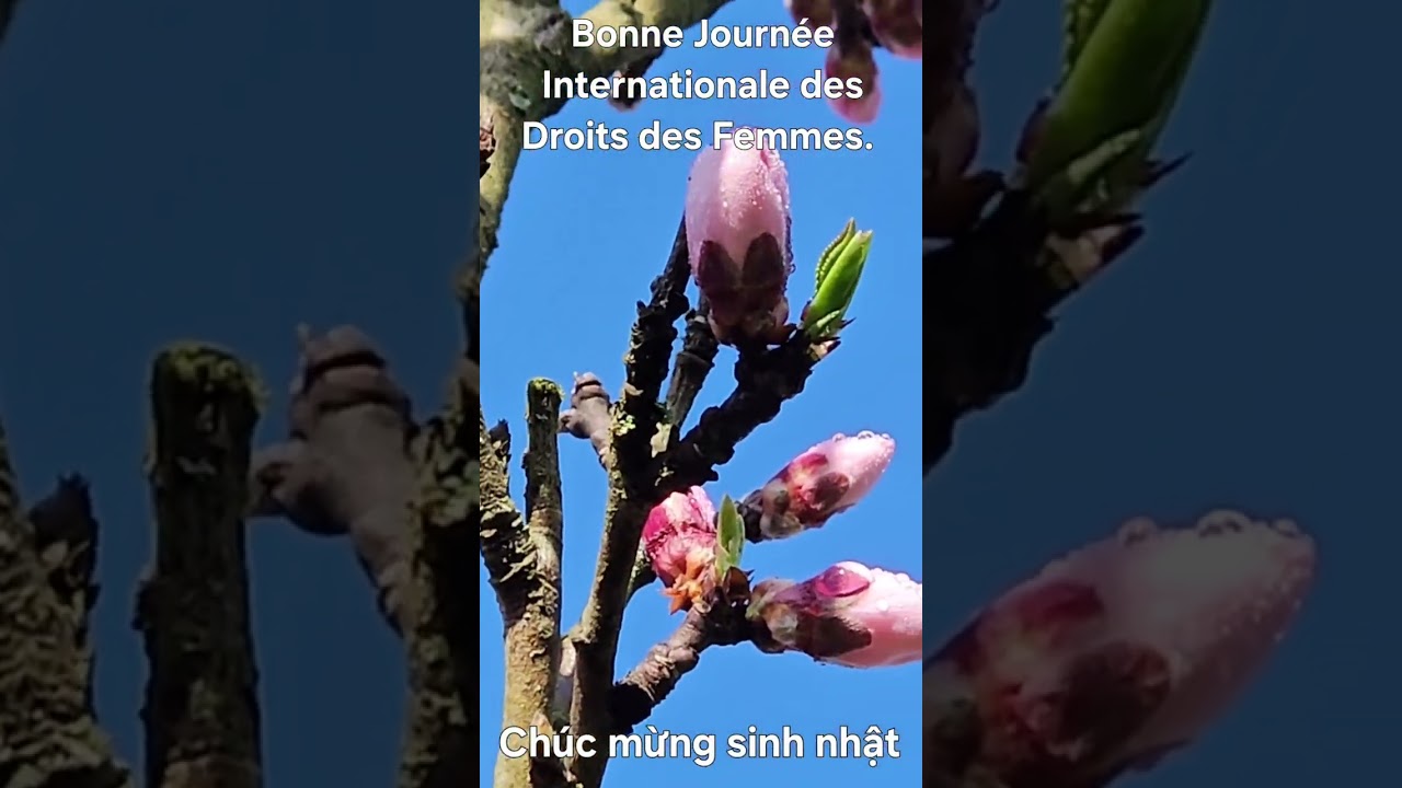 Très Bon Dimanche 8 Mars 2026 ❤️ Bonne Fête Jean de Dieu, Humphrey,... 🌹 🌹 🌹 