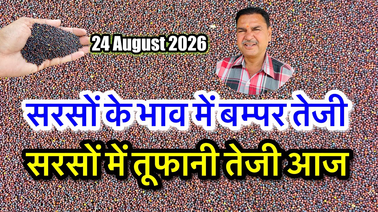 सरसों में तूफानी तेजी! Aaj Ka Sarson Ka Bhav, Sarso Ka Rate Today, ताजा सरसों भाव अलवर भरतपुर मंडी |