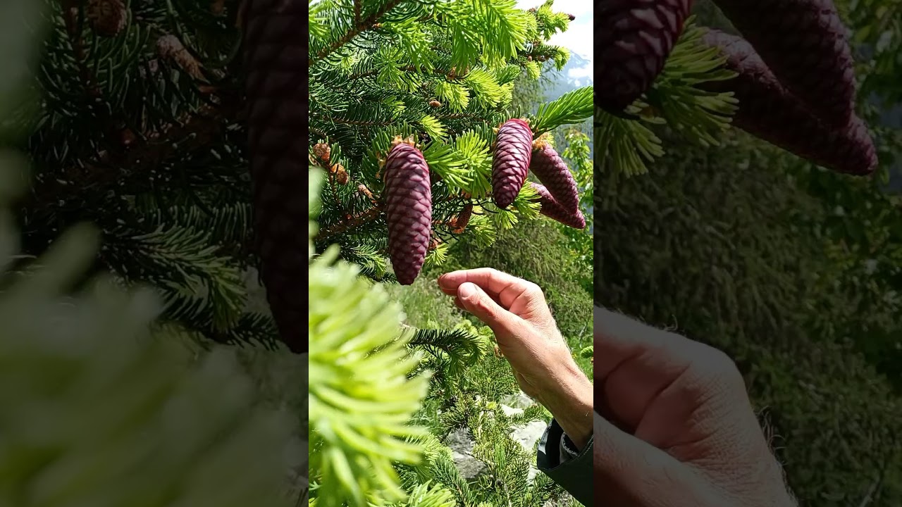 Ecologia dell'abete rosso (Picea abies), Italiano, 31/05/20.