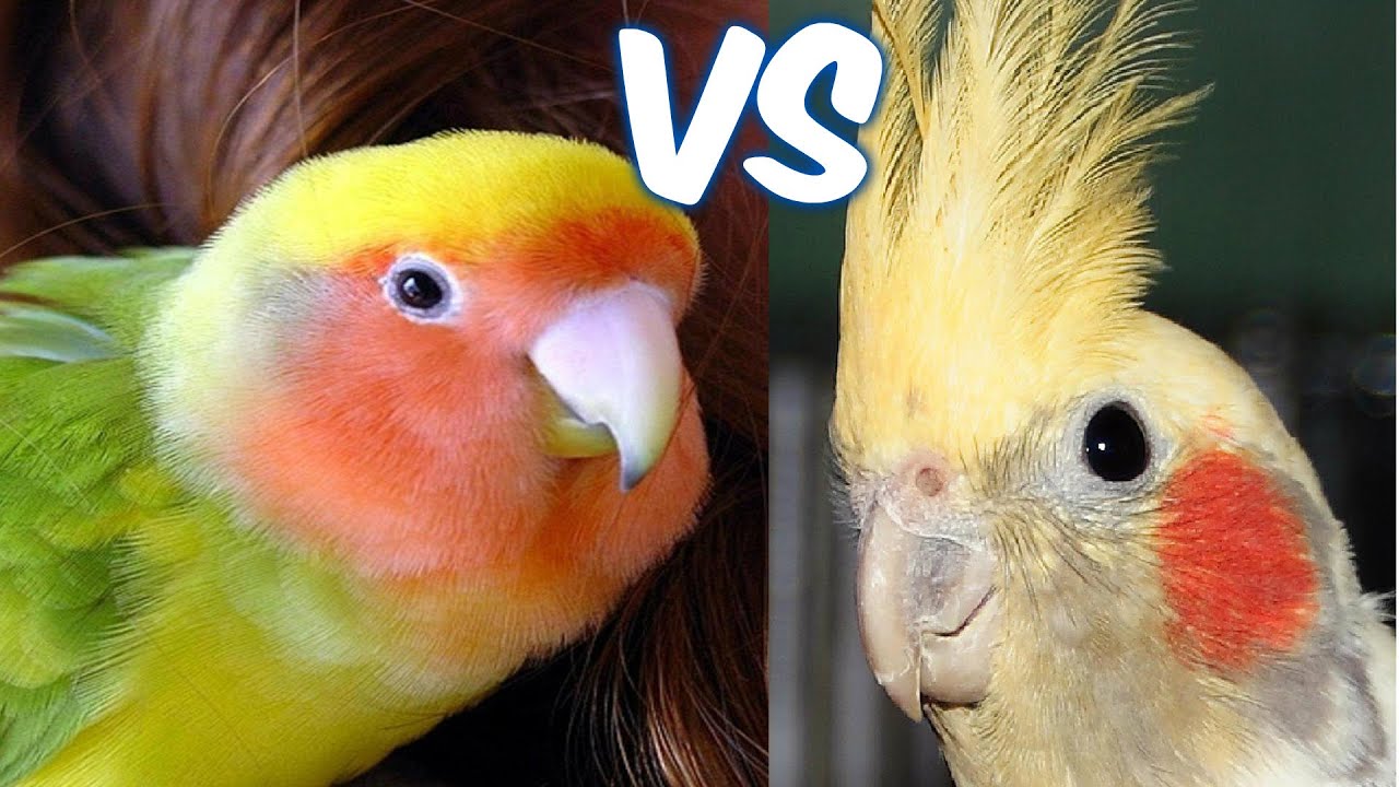 AGAPORNIS VS NINFAS
