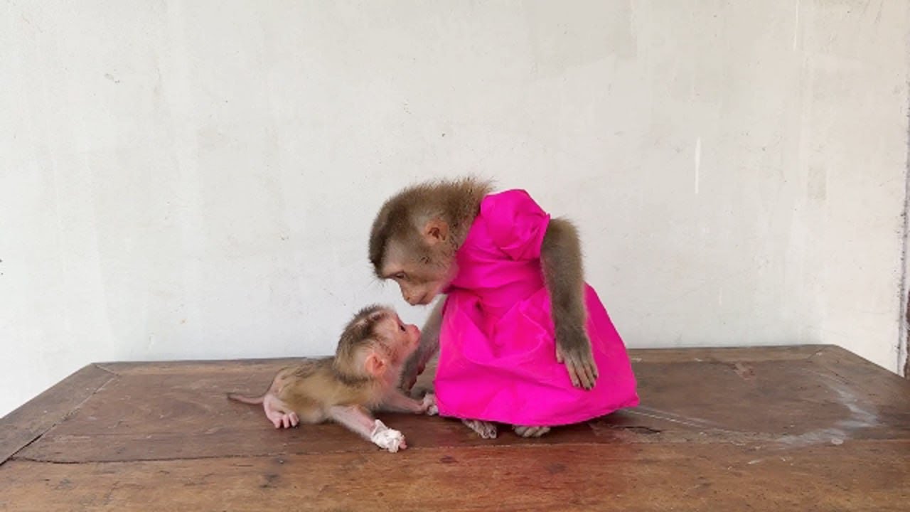 Frist Contact..!! Newborn Baby Monkey Pity Eyes Contact To Please With Linda