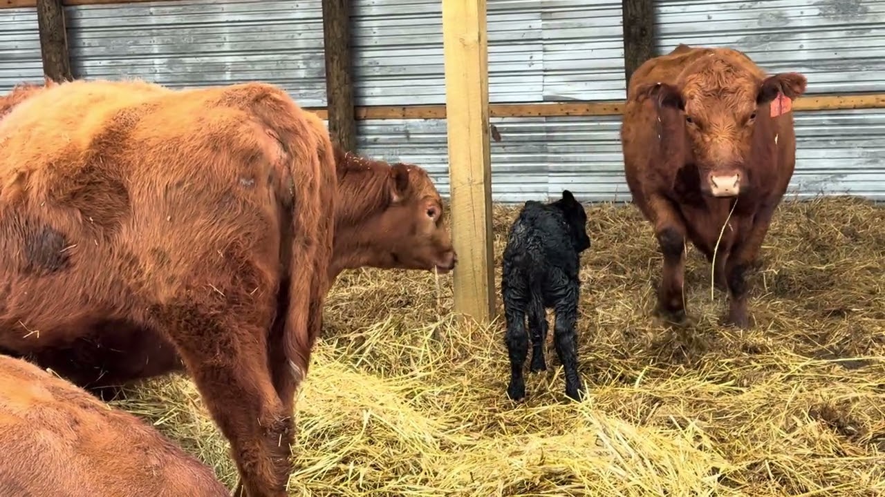 Giving mom a run for her money! Chloe had her calf￼