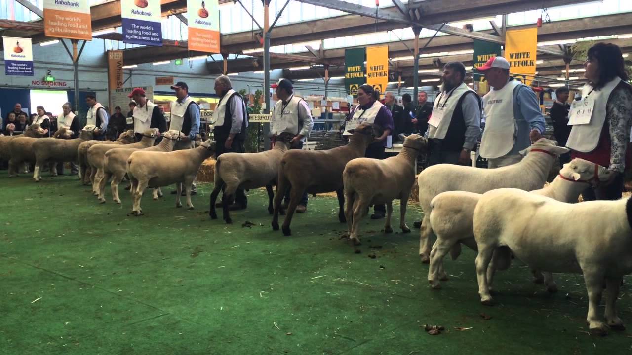 Prime lamb and maternal interbreed
