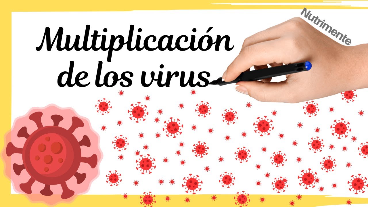 Multiplicación de los VIRUS | Ciclo Lítico y Ciclo Lisogénico | Bacteriófagos y otros virus