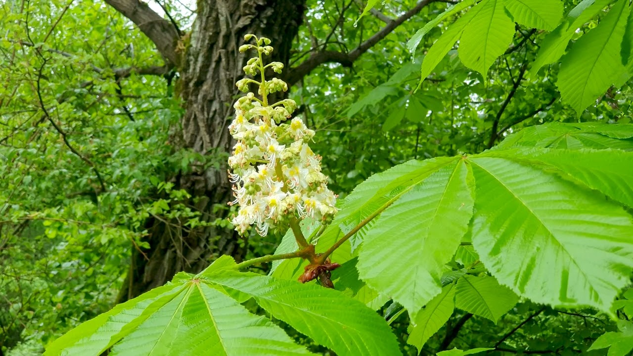 Relaxing Rain Sounds in the Spring Forest