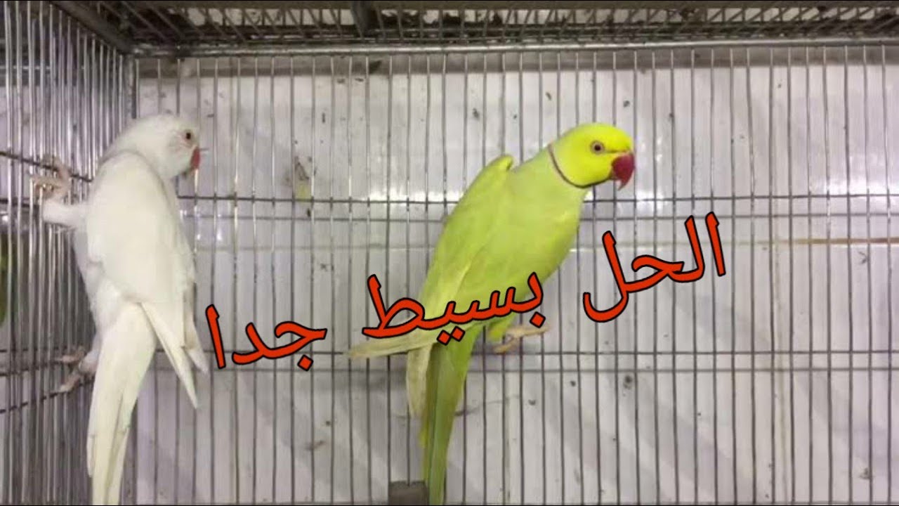 حل مشكلة الخوف الزائد في  ببغاوات الدرة الهندي