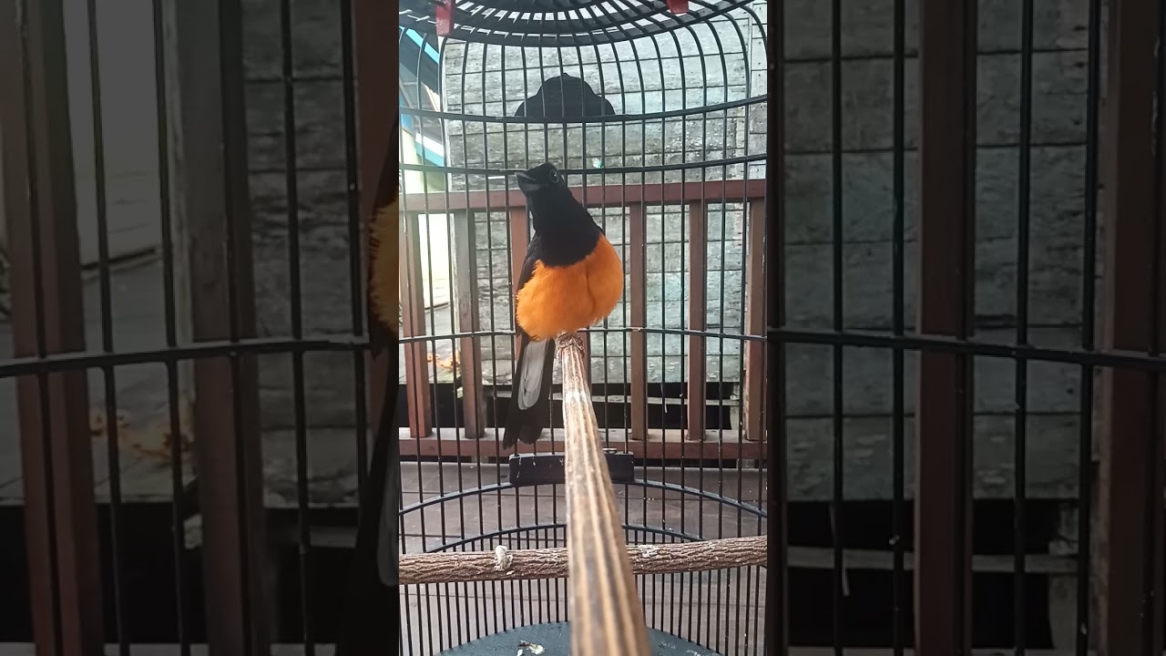 pancingan murai borneo ampuh buat burung macet bunyi.. (2)