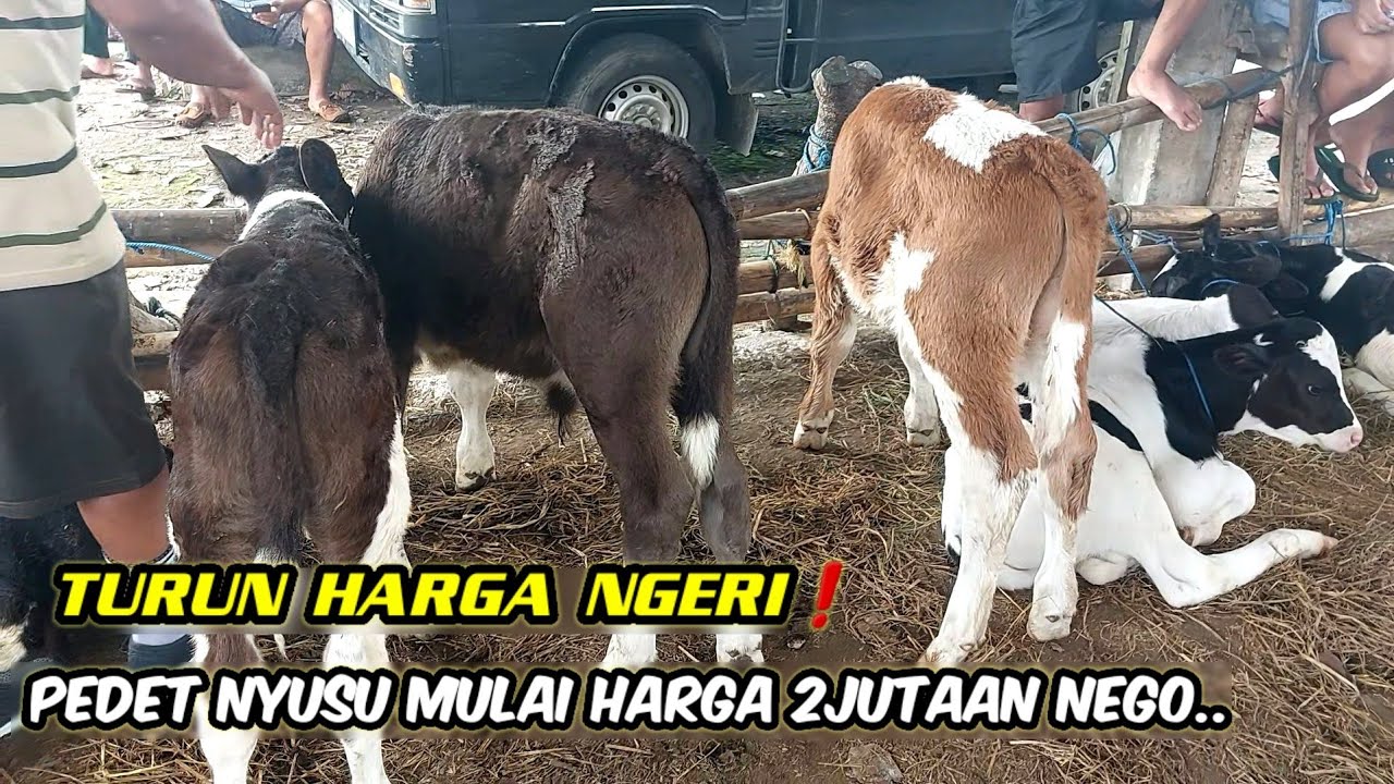 TURUN HARGA NGERI❗️PEDET SUSON MULAI 2JT NEGO. .