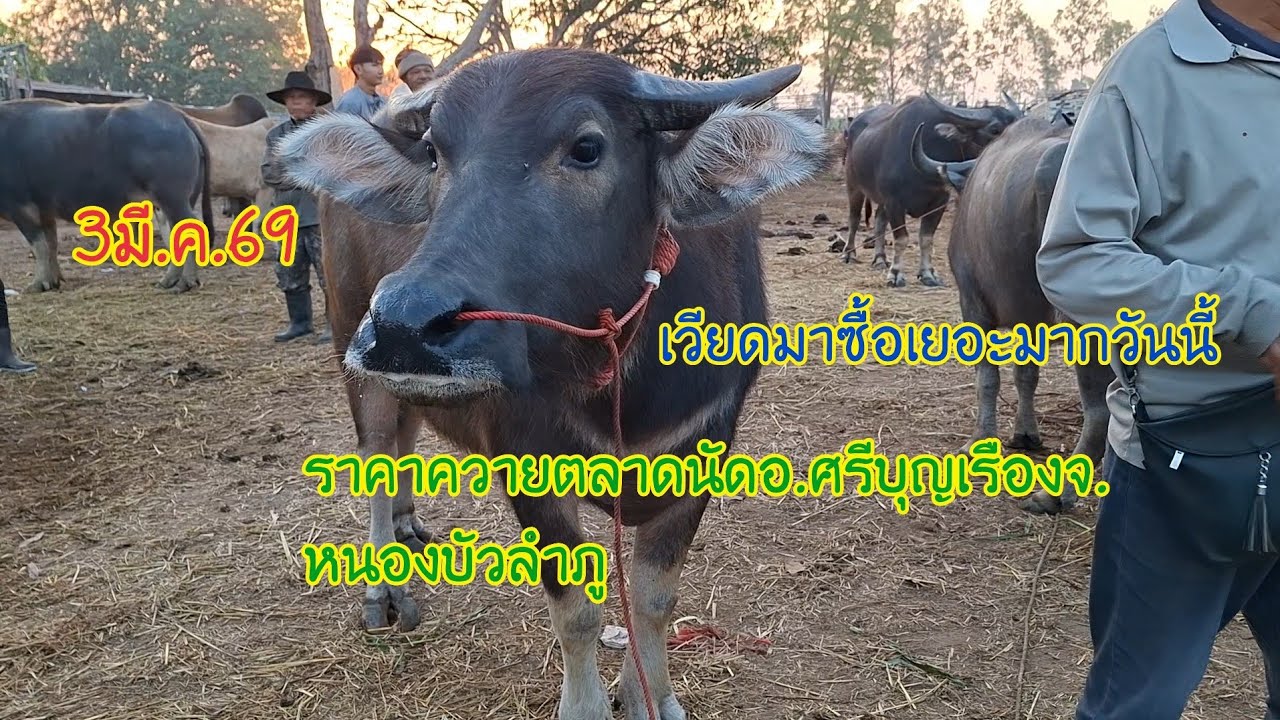 3มี.ค.69ราคาควายตลาดนัดอ.ศรีบุญเรืองจ.หนองบัวลำภูราคาวันนี้