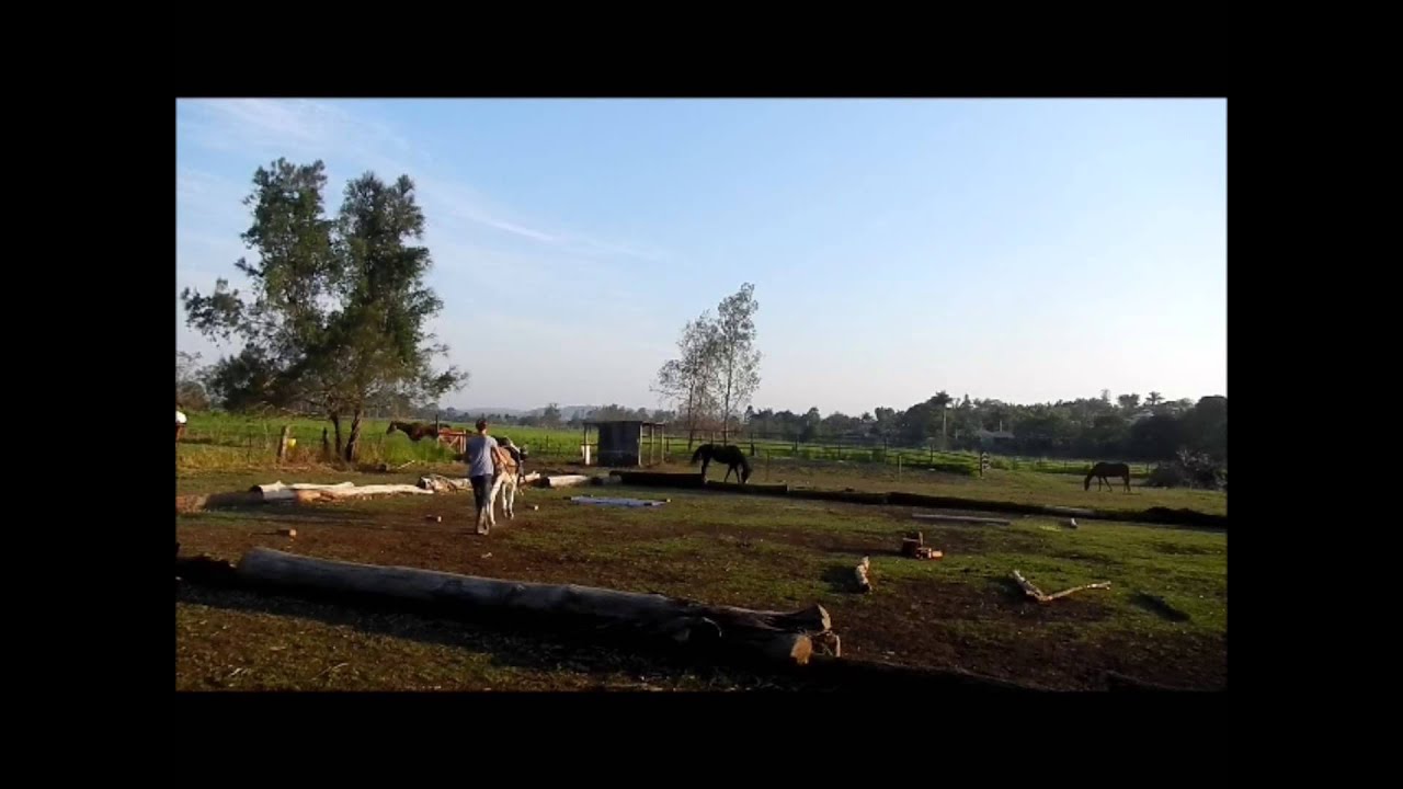 Donkey groundwork and longreining