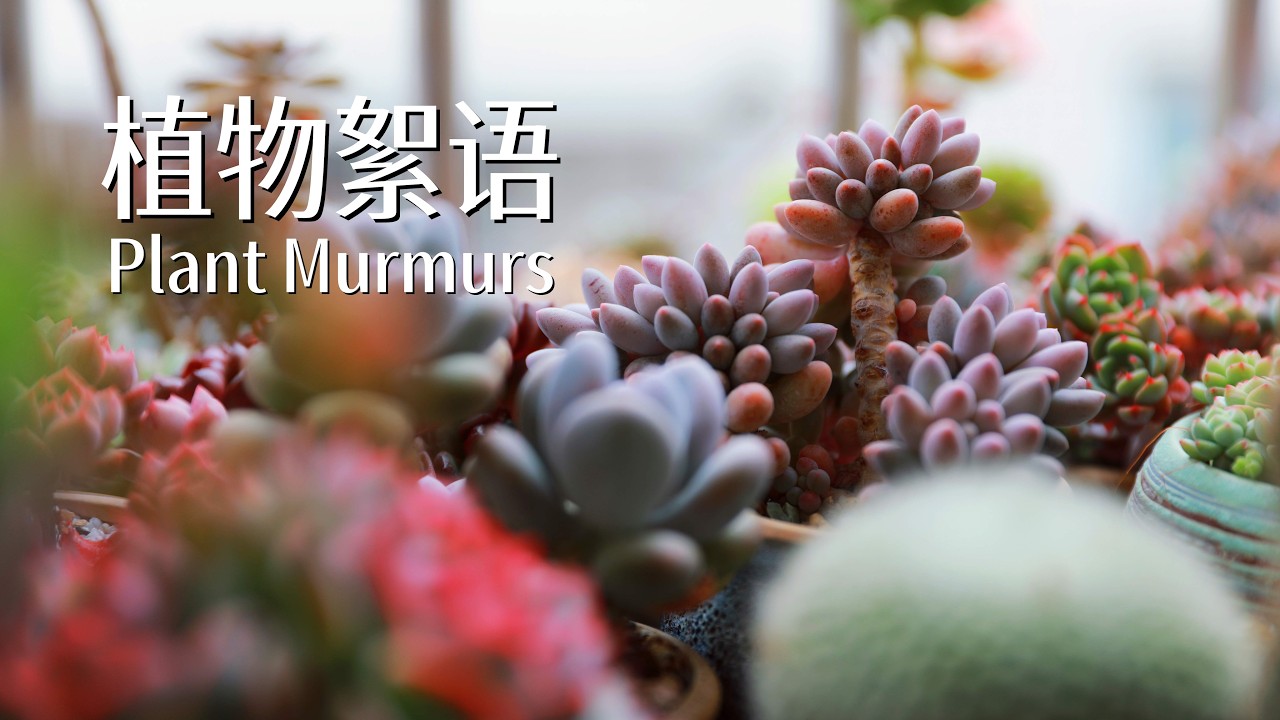 Plant Murmurs EP1 | Living at Ease Within Your Own Time Zone | 植物絮语 | 在自己的时区里具体而从容