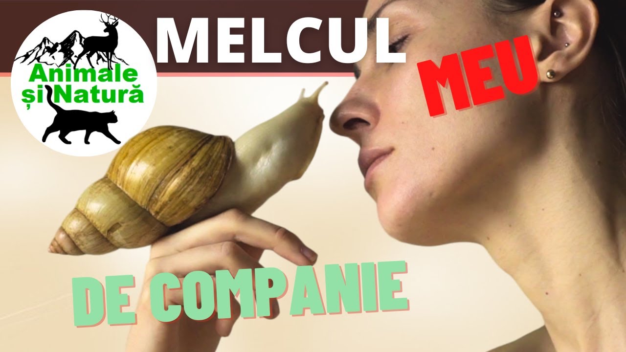 Cum să îngrijești un melc de companie  -  Tot ce trebuie să știi!