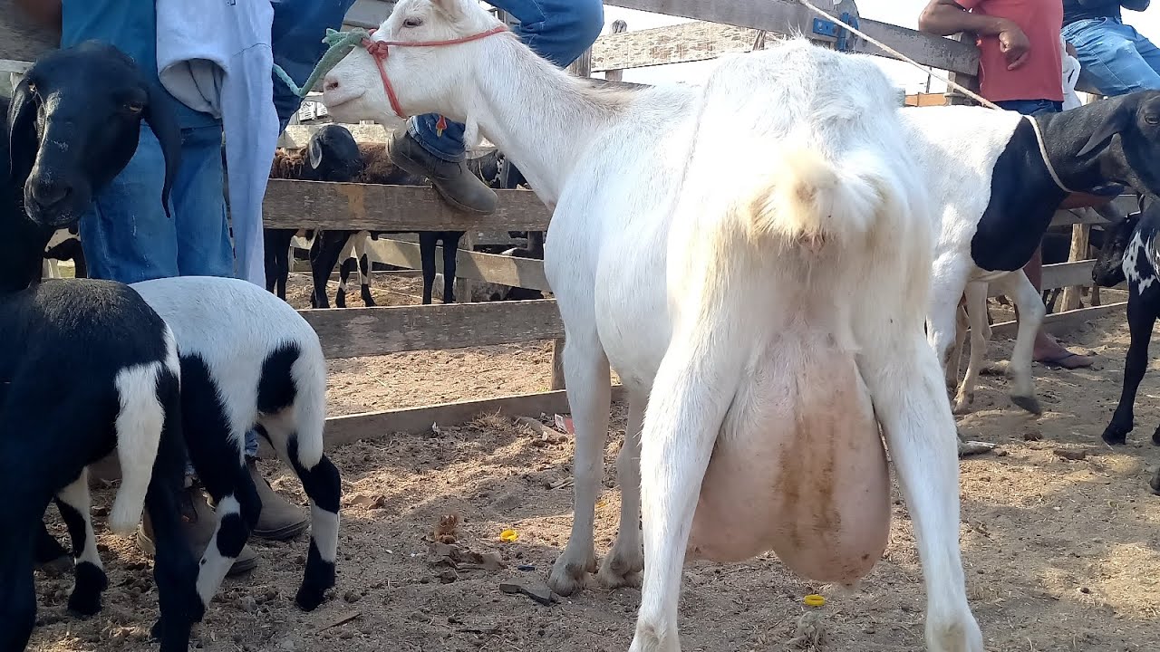 Feira de Ovelhas, rações Capoeiras Pe.06/02/26