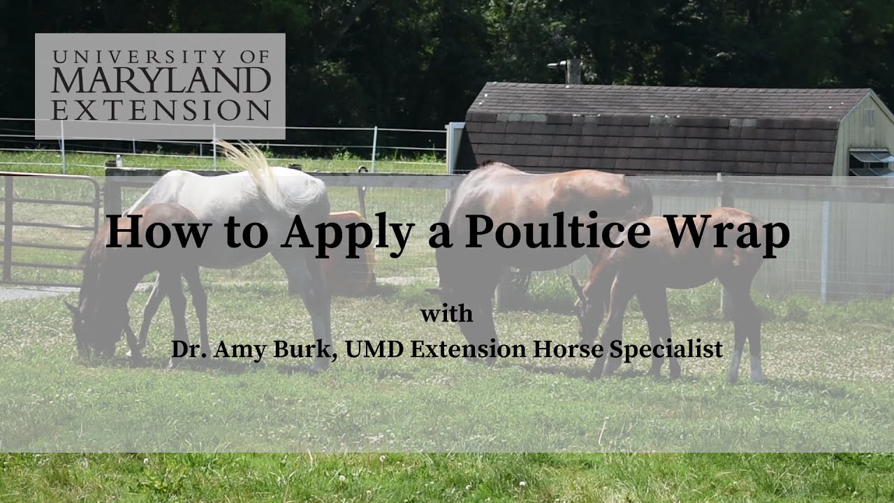 How to Apply a Poultice Wrap