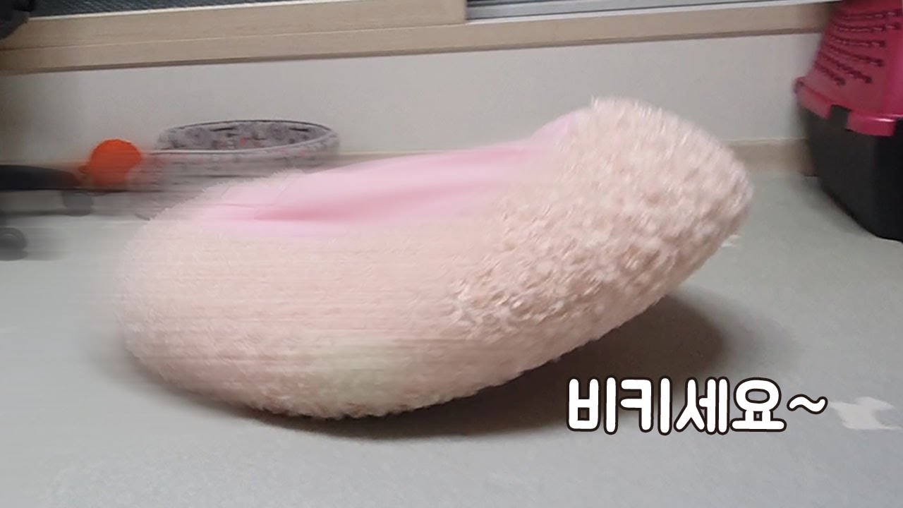 Практикуюсь вождению🚘ㅋㅋㅋ Милое поведение щенка
