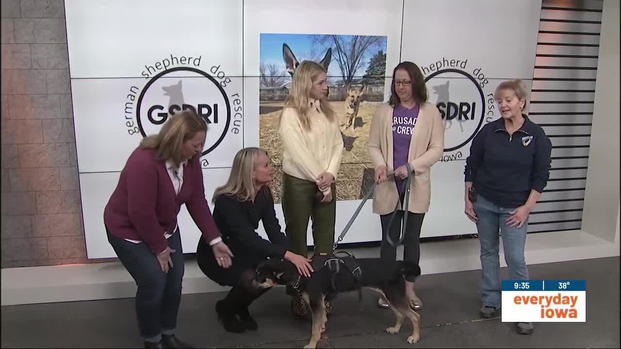 Everyday Iowa - GSDRI, Critter Crusaders and a VERY special dog!