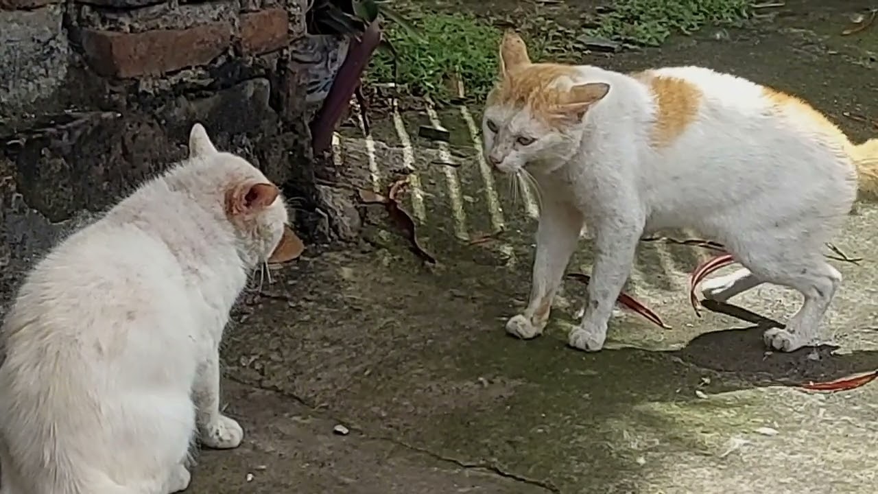 2 KUCING PUTIH BERANTEM #kucing #kucingberantem #funniestcats