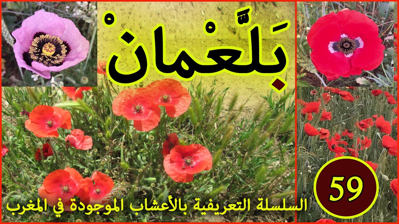 شقائق النعمان العشبة 59 من السلسلة التعريفية بالأعشاب الموجودة في المغرب