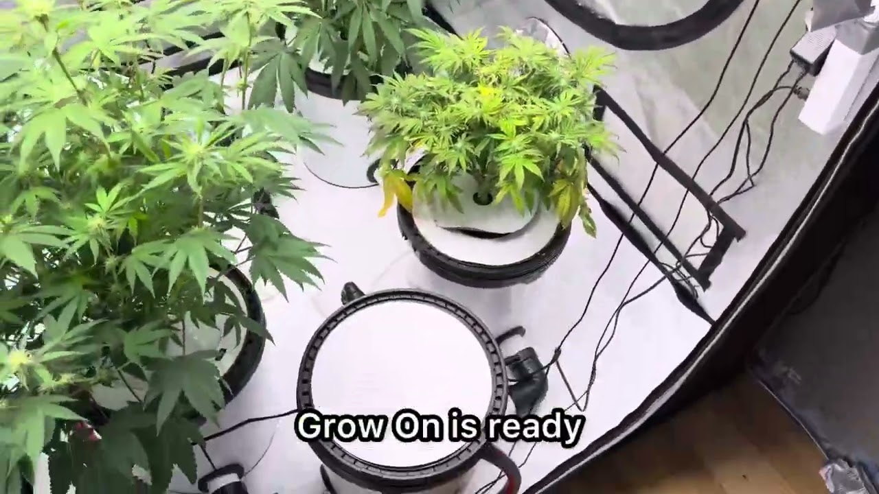 Grow Tagebuch #2 Mit Einblick in den Pflanzenbereich 😎