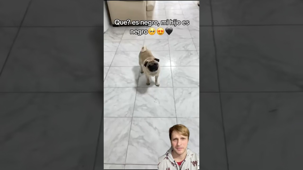 Mi perrito reacciona a su cachorro q nacio NEGRO 😳😳😳 #reaccion