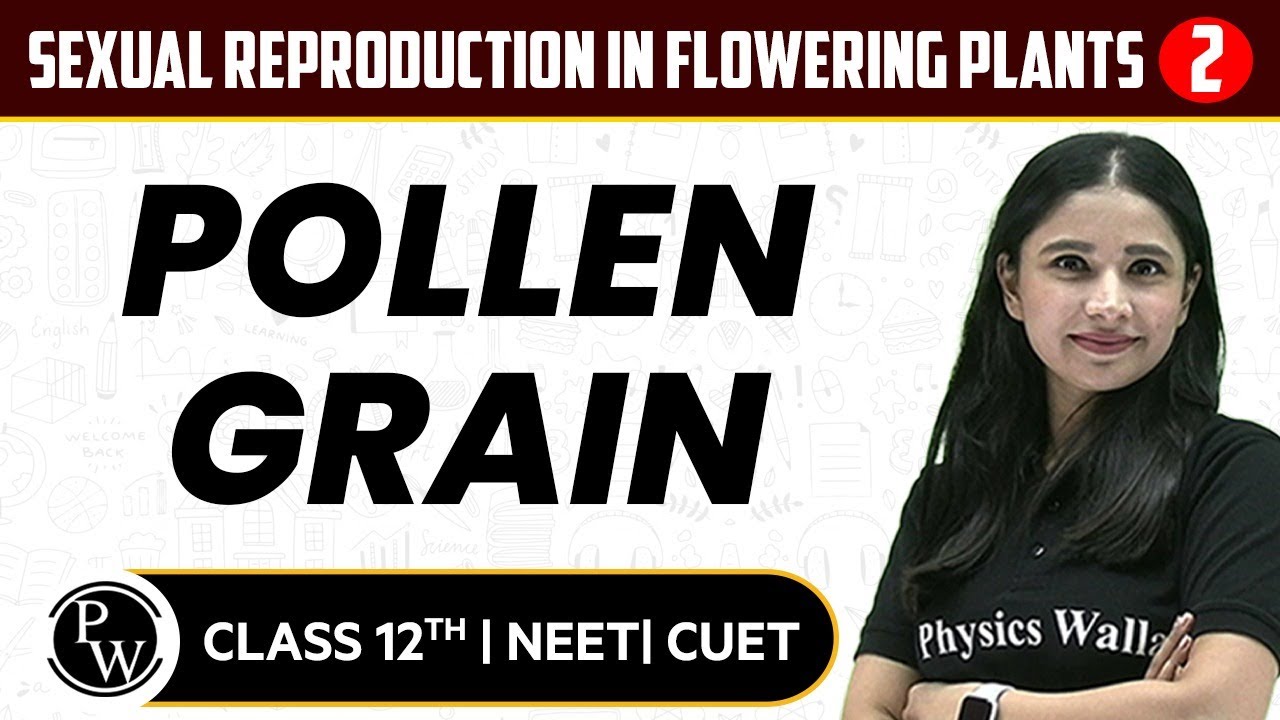 Sexual Reproduction in Flowering Plants 02 | Pollen Grain | Pure English | 12th / NEET/CUET