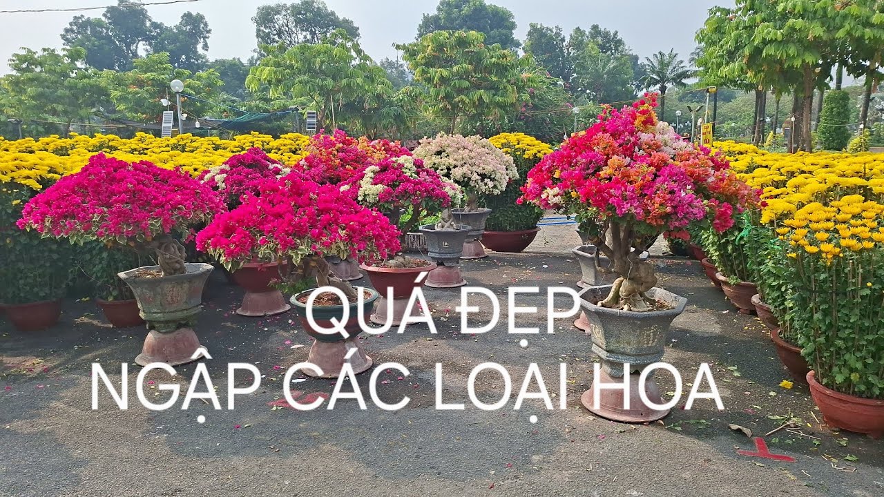HOA TẾT 2026 SẮC XUÂN SÀI GÒN