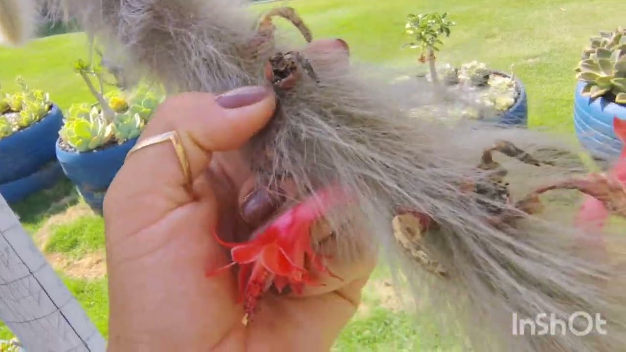 como polinizar a flor do rabo de macaco e como e a semente já pronta pra colher