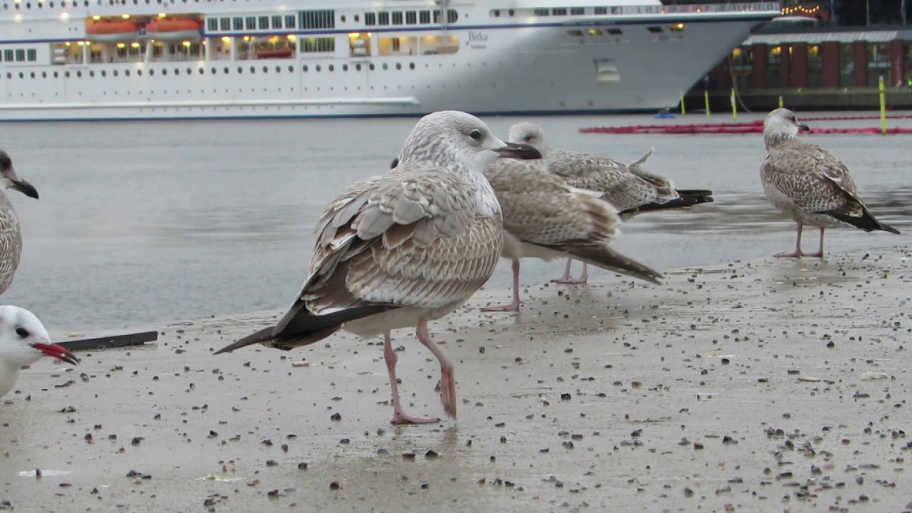 A first-winter Caspian Gull (Larus cachinnans) in Stockholm