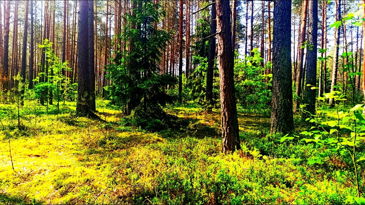 Умиротворяющие звуки леса 🌿 5 часов успокаивающей зелени и пения птиц