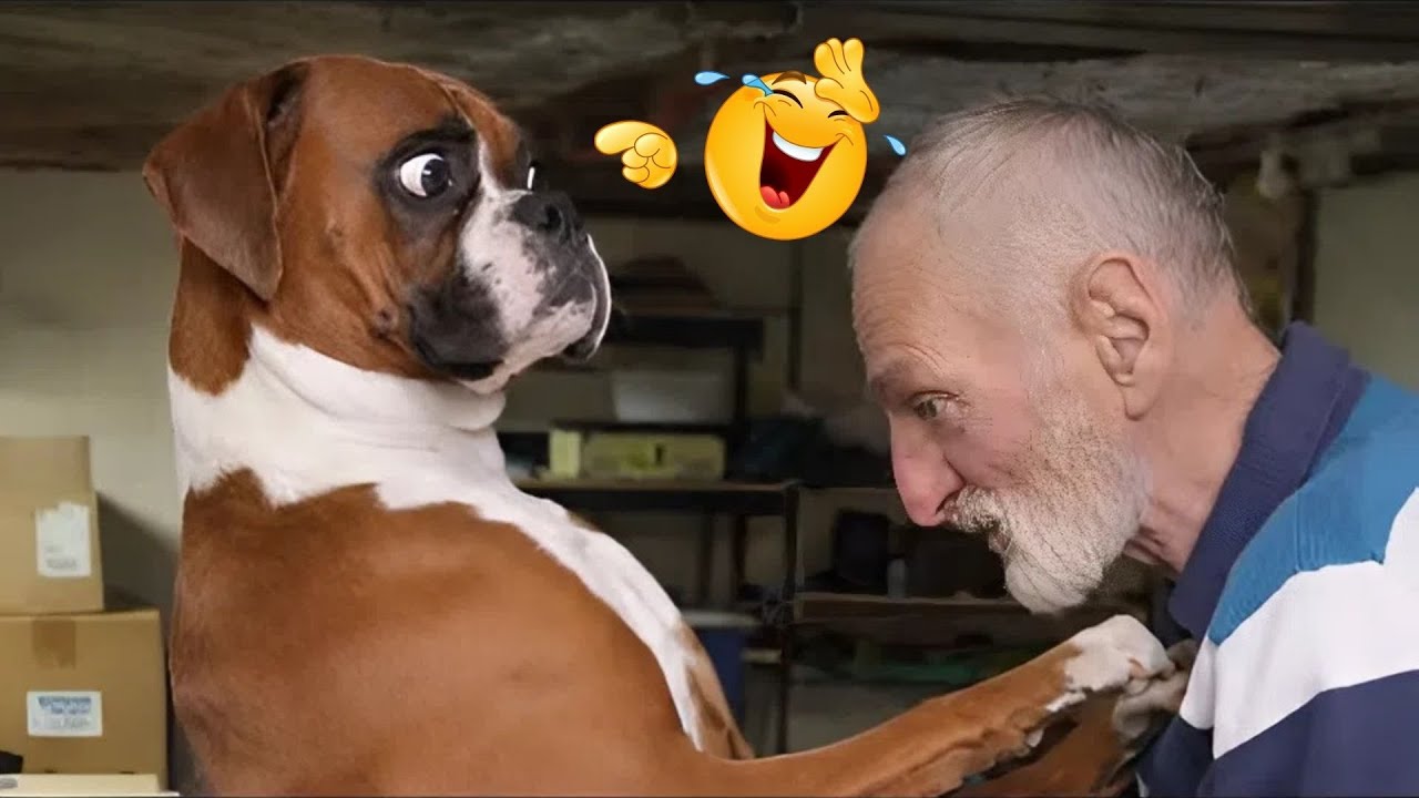 Hilarious Dogs That Will Make You Laugh Instantly 😂🐶 Funny Dog Video 2026